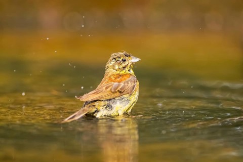 Yellowhammer (Emberiza citrinella) at a water pool, Pinos, Solsona, Catalonia, Spain