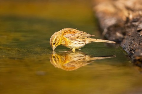 Yellowhammer (Emberiza citrinella) drinking at a water pool, Pinos, Solsona, Catalonia, Spain