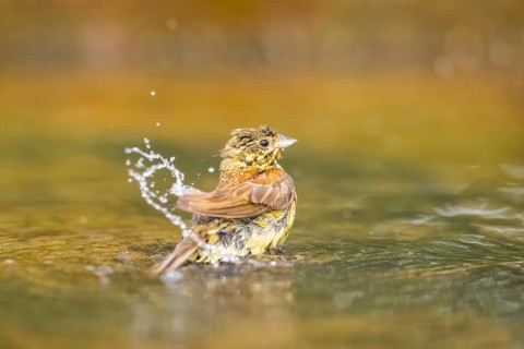 Yellowhammer (Emberiza citrinella) bathing in a water pool, Pinos, Solsona, Catalonia, Spain