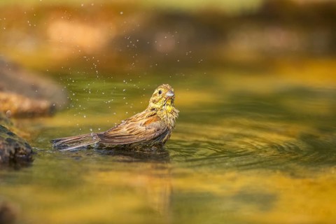 Yellowhammer (Emberiza citrinella) bathing in a water pool, Pinos, Solsona, Catalonia, Spain