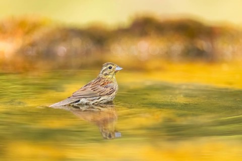 Yellowhammer (Emberiza citrinella) at a water pool, Pinos, Solsona, Catalonia, Spain