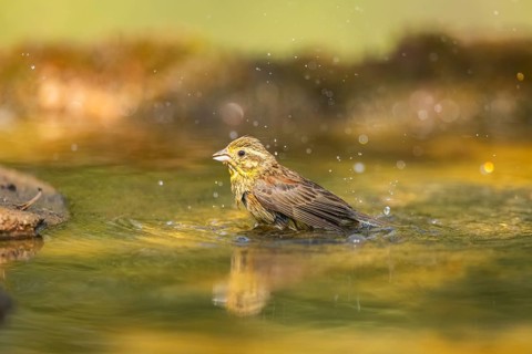 Yellowhammer (Emberiza citrinella) bathing in a water pool, Pinos, Solsona, Catalonia, Spain