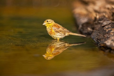 Yellowhammer (Emberiza citrinella) at a water pool, Pinos, Solsona, Catalonia, Spain