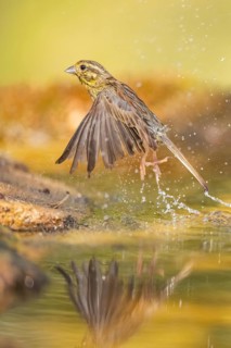 Yellowhammer (Emberiza citrinella) flying from a water pool, Pinos, Solsona, Catalonia, Spain