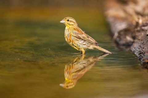 Yellowhammer (Emberiza citrinella) at a water pool, Pinos, Solsona, Catalonia, Spain