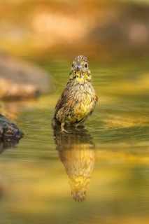 Yellowhammer (Emberiza citrinella) at a water pool, Pinos, Solsona, Catalonia, Spain
