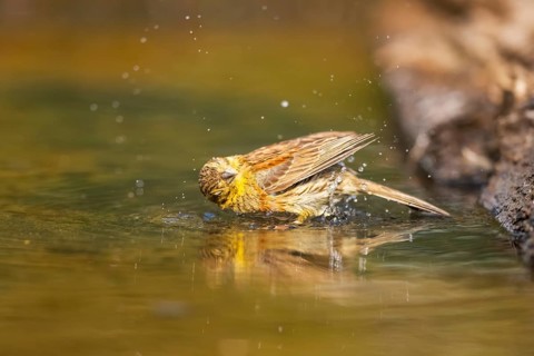 Yellowhammer (Emberiza citrinella) bathing in a water pool, Pinos, Solsona, Catalonia, Spain