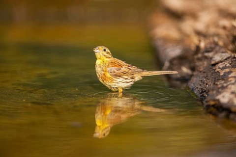 Yellowhammer (Emberiza citrinella) at a water pool, Pinos, Solsona, Catalonia, Spain
