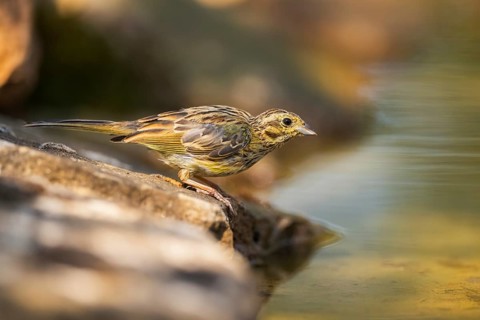 Yellowhammer (Emberiza citrinella) at a water pool, Pinos, Solsona, Catalonia, Spain