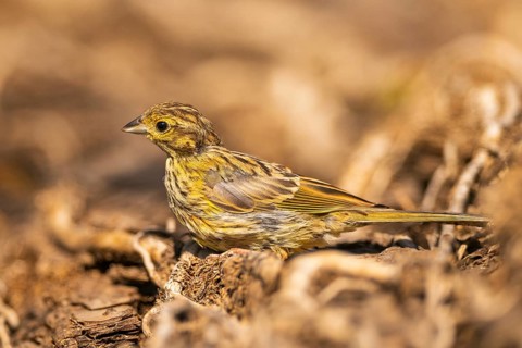 Yellowhammer (Emberiza citrinella) at a water pool, Pinos, Solsona, Catalonia, Spain