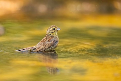 Yellowhammer (Emberiza citrinella) at a water pool, Pinos, Solsona, Catalonia, Spain