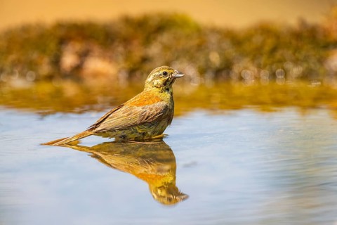 Yellowhammer (Emberiza citrinella) at a water pool, Pinos, Solsona, Catalonia, Spain