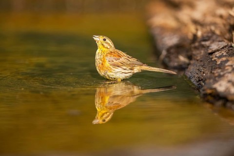 Yellowhammer (Emberiza citrinella) at a water pool, Pinos, Solsona, Catalonia, Spain