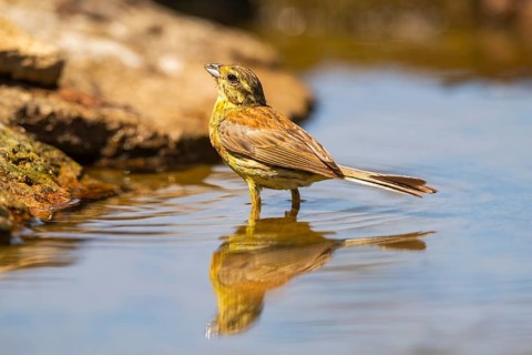 Yellowhammer (Emberiza citrinella) at a water pool, Pinos, Solsona, Catalonia, Spain