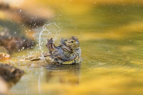 Yellowhammer (Emberiza citrinella) bathing in a water pool, Pinos, Solsona, Catalonia, Spain