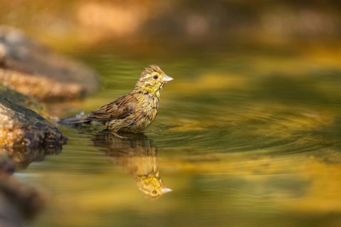 Yellowhammer (Emberiza citrinella) at a water pool, Pinos, Solsona, Catalonia, Spain