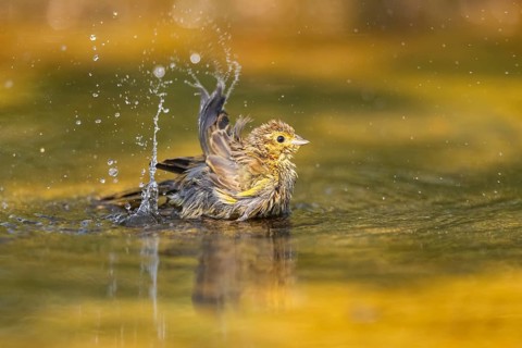 Yellowhammer (Emberiza citrinella) bathing in a water pool, Pinos, Solsona, Catalonia, Spain