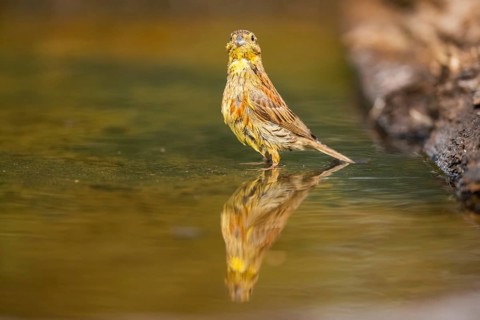 Yellowhammer (Emberiza citrinella) at a water pool, Pinos, Solsona, Catalonia, Spain