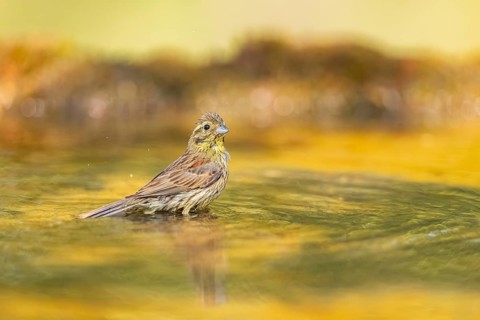 Yellowhammer (Emberiza citrinella) at a water pool, Pinos, Solsona, Catalonia, Spain