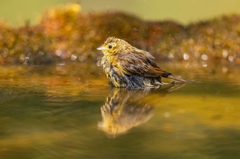 Yellowhammer (Emberiza citrinella) at a water pool, Pinos, Solsona, Catalonia, Spain