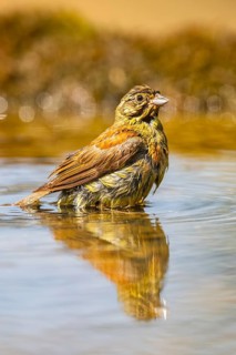 Yellowhammer (Emberiza citrinella) at a water pool, Pinos, Solsona, Catalonia, Spain