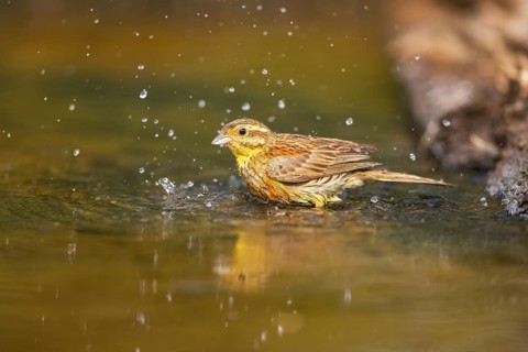 Yellowhammer (Emberiza citrinella) bathing in a water pool, Pinos, Solsona, Catalonia, Spain