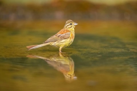 Yellowhammer (Emberiza citrinella) at a water pool, Pinos, Solsona, Catalonia, Spain