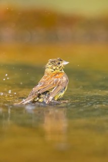 Yellowhammer (Emberiza citrinella) bathing in a water pool, Pinos, Solsona, Catalonia, Spain