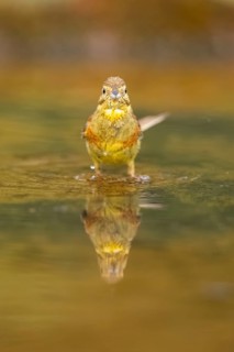 Yellowhammer (Emberiza citrinella) at a water pool, Pinos, Solsona, Catalonia, Spain