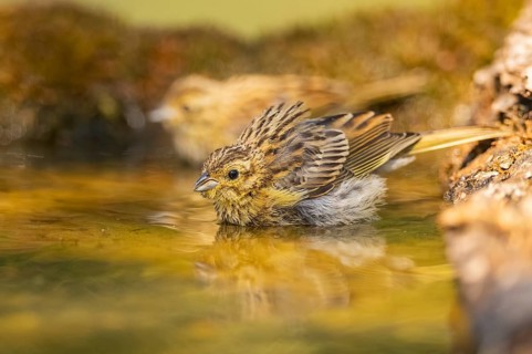 Yellowhammer (Emberiza citrinella) at a water pool, Pinos, Solsona, Catalonia, Spain