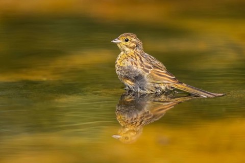 Yellowhammer (Emberiza citrinella) at a water pool, Pinos, Solsona, Catalonia, Spain