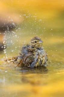 Yellowhammer (Emberiza citrinella) bathing in a water pool, Pinos, Solsona, Catalonia, Spain