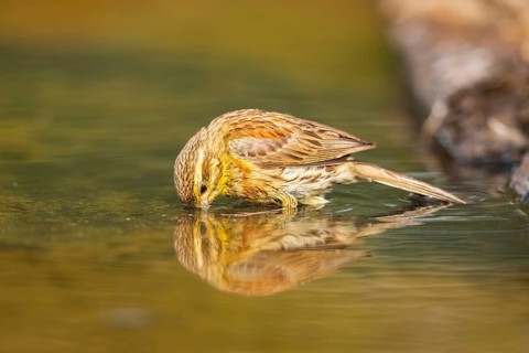 Yellowhammer (Emberiza citrinella) drinking at a water pool, Pinos, Solsona, Catalonia, Spain