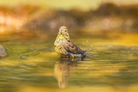 Yellowhammer (Emberiza citrinella) bathing in a water pool, Pinos, Solsona, Catalonia, Spain