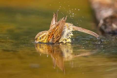 Yellowhammer (Emberiza citrinella) bathing in a water pool, Pinos, Solsona, Catalonia, Spain