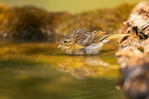 Yellowhammer (Emberiza citrinella) at a water pool, Pinos, Solsona, Catalonia, Spain