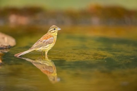 Yellowhammer (Emberiza citrinella) at a water pool, Pinos, Solsona, Catalonia, Spain