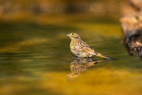 Yellowhammer (Emberiza citrinella) at a water pool, Pinos, Solsona, Catalonia, Spain