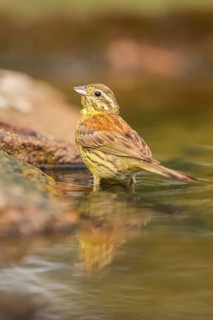 Yellowhammer (Emberiza citrinella) at a water pool, Pinos, Solsona, Catalonia, Spain