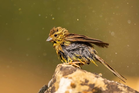 Yellowhammer (Emberiza citrinella) sitting on a rock at a water pool, Pinos, Solsona, Catalonia,