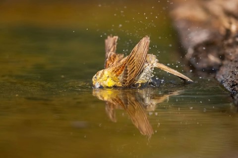 Yellowhammer (Emberiza citrinella) bathing in a water pool, Pinos, Solsona, Catalonia, Spain