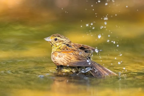 Yellowhammer (Emberiza citrinella) bathing in a water pool, Pinos, Solsona, Catalonia, Spain
