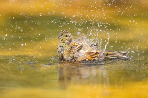 Yellowhammer (Emberiza citrinella) bathing in a water pool, Pinos, Solsona, Catalonia, Spain