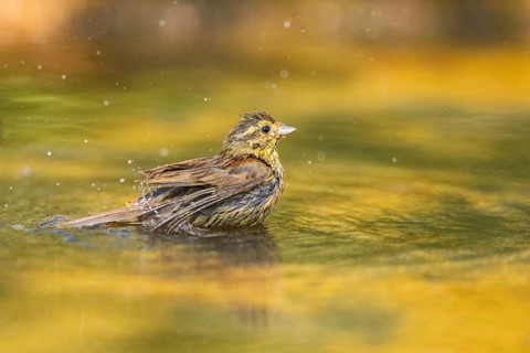 Yellowhammer (Emberiza citrinella) bathing in a water pool, Pinos, Solsona, Catalonia, Spain