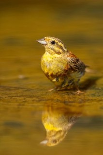 Yellowhammer (Emberiza citrinella) at a water pool, Pinos, Solsona, Catalonia, Spain