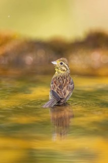 Yellowhammer (Emberiza citrinella) at a water pool, Pinos, Solsona, Catalonia, Spain