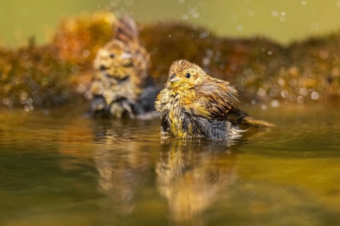 Yellowhammer (Emberiza citrinella) at a water pool, Pinos, Solsona, Catalonia, Spain