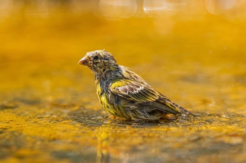 European serin (Serinus serinus) female bathing in a water pool, Pinos, Solsona, Catalonia, Spain