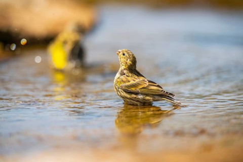 European serin (Serinus serinus) female bathing in a water pool, Pinos, Solsona, Catalonia, Spain