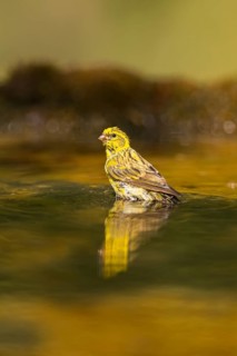 European serin (Serinus serinus) female bathing in a water pool, Pinos, Solsona, Catalonia, Spain